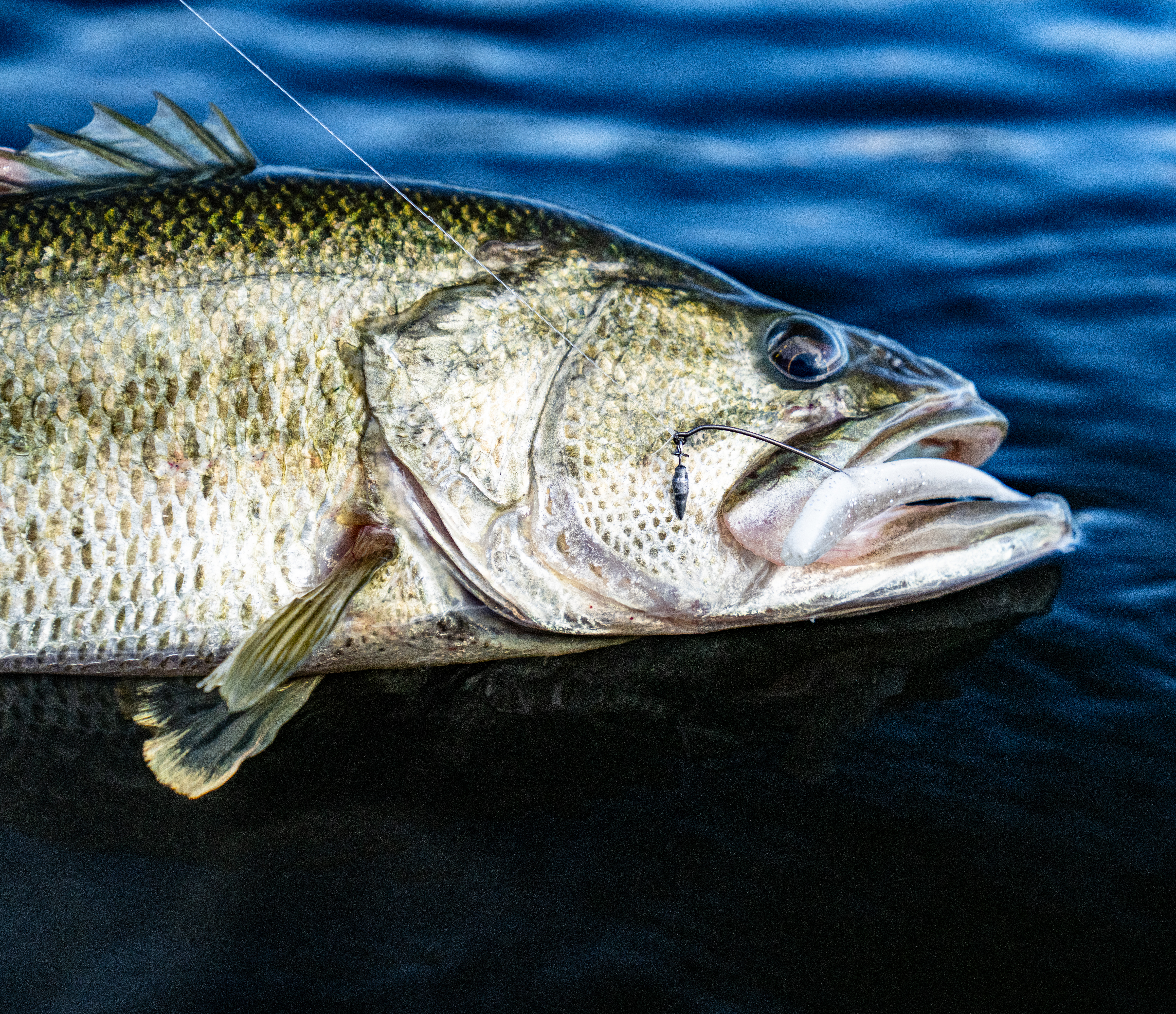 Cliff Lifestyle bass.jpg